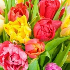 Meet your Posher, Rosa